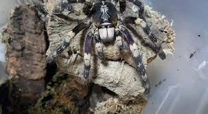 Image result for Centema subfusca