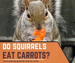 Thanks to the great horned owl's exceptional hunting skills and super strength, anything that moves in the darkness any animal at all, becomes the prey of the heaviest owl in central america. Do Squirrels Eat Carrots Can Baby Squirrels Eat Carrots