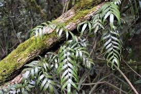 Image result for Arthropteris