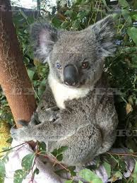 Bowie The Koala Has Dffierent Colour Eyes Beerwah Queensland Australia 12 Jul 2016 Bowie The Koala Has Heterochromia An Extreme Koala Koala Bear Koalas