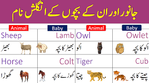 Add to my workbooks (32) download file pdf add to google classroom add to microsoft. Animals And Their Babies Names In English With Urdu Meanings Ilmrary