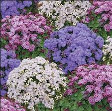 Ageraturm Flower Seeds Flowers Seeds