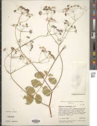 Image result for Pimpinella buchananii