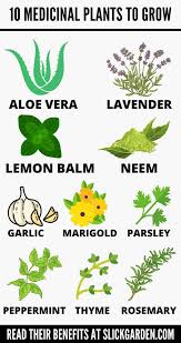 10 Medicinal Plants To Grow At Home In 2020 Medicinal Plants Plants Medicine Garden