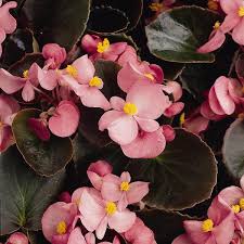 Image result for begonia semperflorens