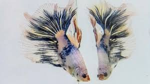 Untuk pemesanan ikan bisa lewat ig atau langsung hubungi zakki : Cara Membuat Ikan Cupang Hidup Lama Dan Berumur Panjang