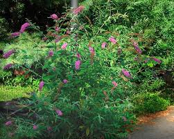 Image result for buddleia davidii