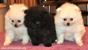 English springer spaniel puppies for sale. Pomeranian Puppies For Sale Melbourne Dochlaggie Pomeranian Puppies Melbourne Australia