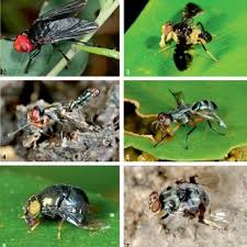 Image result for Crotalaria longithyrsa