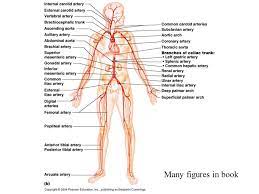 Learn all about the anatomy and physiology of the human heart with an interactive diagram and detailed descriptions of the organ and its parts. Bio132 Lab 4 Exercises 32 33a 33 Vessels Physiology Figure Ppt Download