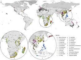 Image result for Olea chimanimani