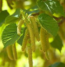 Image result for Grewia avellana