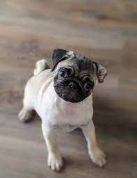 Find 1051 listings of pugs puppies for sale in georgia near you. Peachy Pugs Of Georgia Home Facebook