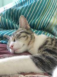 My Cute Gray And White Tabby Cat Grey Tabby Cats White Tabby Cat Cats And Kittens