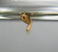 Pupa - Wikipedia