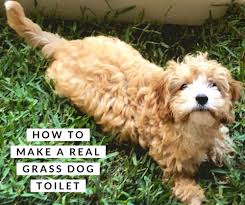 The petsafe pet loo portable indoor/outdoor dog potty is another indoor dog potty made from artificial grass. How To Make A Real Grass Dog Toilet On A Budget The Annoyed Thyroid