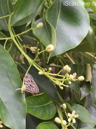 Image result for Ekebergia capensis