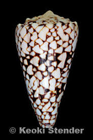 A family found one of the world's most venomous sea creatures in their fish tank. Cone Shells Family Conidae