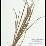 Image result for Hypolytrum