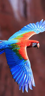 A collection of the top 45 parrot os wallpapers and backgrounds available for download for free. Red And Green Macaw Wallpaper 1080x2280 Birds Wallpaper Hd Hd Cool Wallpapers Bird Wallpaper