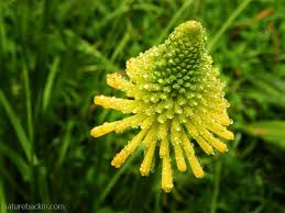 Image result for Aneilema dregeanum