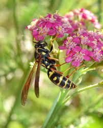 Spray sandy areas with a pesticide labeled for wasps in the spring before they emerge from the soil (usually around the last frost of the season) and in early fall when the queen. Wasp Deterrent How To Get Rid Of Wasps