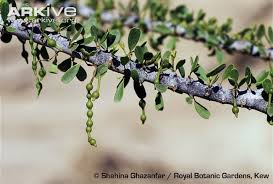 Image result for Maerua andradae