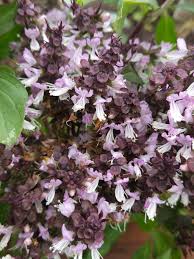 Image result for Crambe kilimandscharica