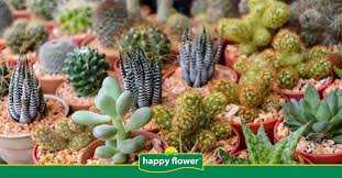 Dicho esto, mi consejo es que riegues unas dos veces por semana (martes y sábado, por ejemplo) mientras dure el buen tiempo, y que en otoño e invierno lo. Cuidados De Cactus Y Suculentas En Otono E Invierno Consejos Happy Flower