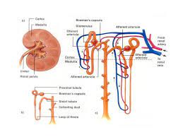 Sistem struktur tubuh unggas tulang/kerangka (skleton) otot/daging • ir. Jurnal Anatomi Fisiologi Ginjal Pdf