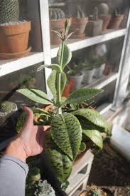 Image result for Kalanchoe gastonis-bonnieri