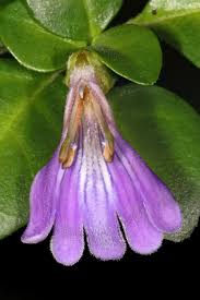 Image result for Sclerochiton harveyanus