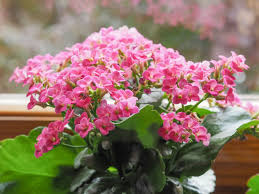 How To Get A Kalanchoe To Rebloom World Of Succulents Kalanchoe Flowers Indoor Flowering Plants Kalanchoe Blossfeldiana