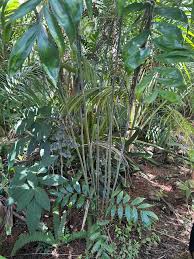 Image result for Chamaedorea oblongata