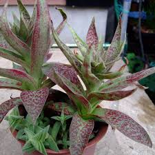 Image result for Crassula alba