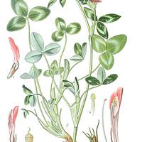 Image result for Radinosiphon leptostachya