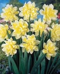 Daffodil Irene Copeland Double Bulb Flowers Smelling Flowers Amaryllis Flowers