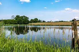 7 cheap pond liner alternatives and underlay. Pond Building Landscape Planning Alabama Cooperative Extension System