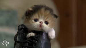 Pin By Mayk On So Cute Cute Animal Videos Animals Kitten