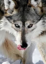 Kubra Kaya Adli Kullanicinin Wolf Panosundaki Pin 2020 Kurt Ruhu Vahsi Hayvanlar Hayvan