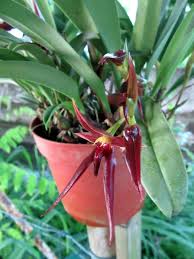 Image result for Bulbophyllum oreonastes