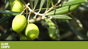 Olive Crops Insects Traps Solida Integrated Pest Management Tools