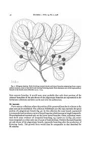 Image result for Mitragyna rubrostipulata