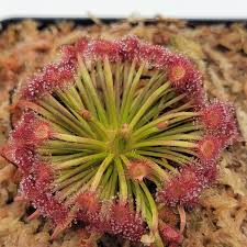 Image result for Drosera affinis