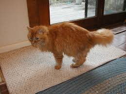 Krasnoselskaya, s., & silaev, p. American Longhair Cat American Longhair Cat Flickr