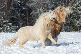 The falabella is still a horse although it is smaller than even other pony breeds. Falabella Pony
