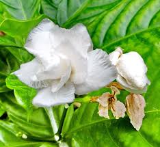 Image result for Tabernaemontana