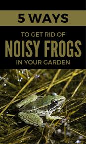 A frog infestation in your yard can quickly become a headache for you and the rest of your neighborhood. 5 Ways To Get Rid Of Noisy Frogs In Your Garden Getgardentips Com