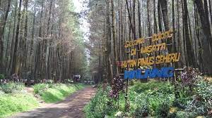 Wisata hutan pinus semeru terletak di desa sumberputih, wajak, malang, jawa timur ini berada di kaki gunung semeru. Harga Tiket Masuk Dan Rute Hutan Pinus Semeru Suguhan Keindahan Wisata Alam Yang Menakjubkan Daka Tour