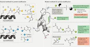 Information and translations of modification in the most comprehensive dictionary definitions resource on the web. Contemporary Approaches To Site Selective Protein Modification Nature Reviews Chemistry